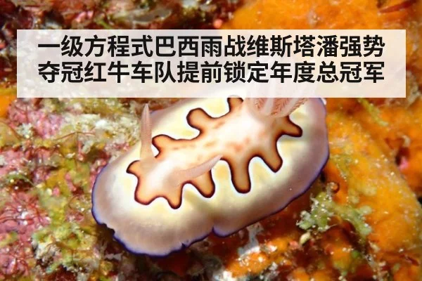 一级方程式巴西雨战维斯塔潘强势夺冠红牛车队提前锁定年度总冠军